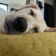 Archy participe au concours pour gagner de l'argent avec cette photo : dog, sleeping, close_up, nose, indoor, resting, yellow_surface, pet, animal, cozy, fur, relaxation, canine, snout, whiskers, portrait, calm, domestic, home, nap