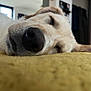 dog, sleeping, close_up, nose, indoor, resting, yellow_surface, pet, animal, cozy, fur, relaxation, canine, snout, whiskers, portrait, calm, domestic, home, nap