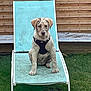 Archy participe au concours pour gagner de l'argent avec cette photo : puppy, dog, lounge_chair, harness, muddy, outdoor, grass, wooden_fence, pet, sitting, backyard, young_dog, canine, animal, cute, fur, playful, garden, summer, resting