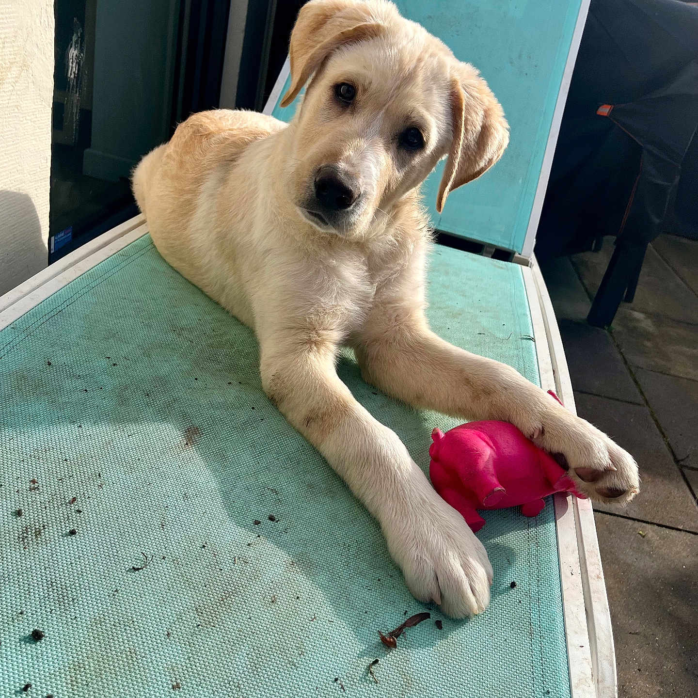 Archy participe au concours pour gagner de l'argent avec cette photo : animal, chair, curious, cute, daylight, dog, furniture, light_fur, looking, outdoor, patio, paws, pet, pink_toy, playful, puppy, relaxing, shadow, sunlight, toy