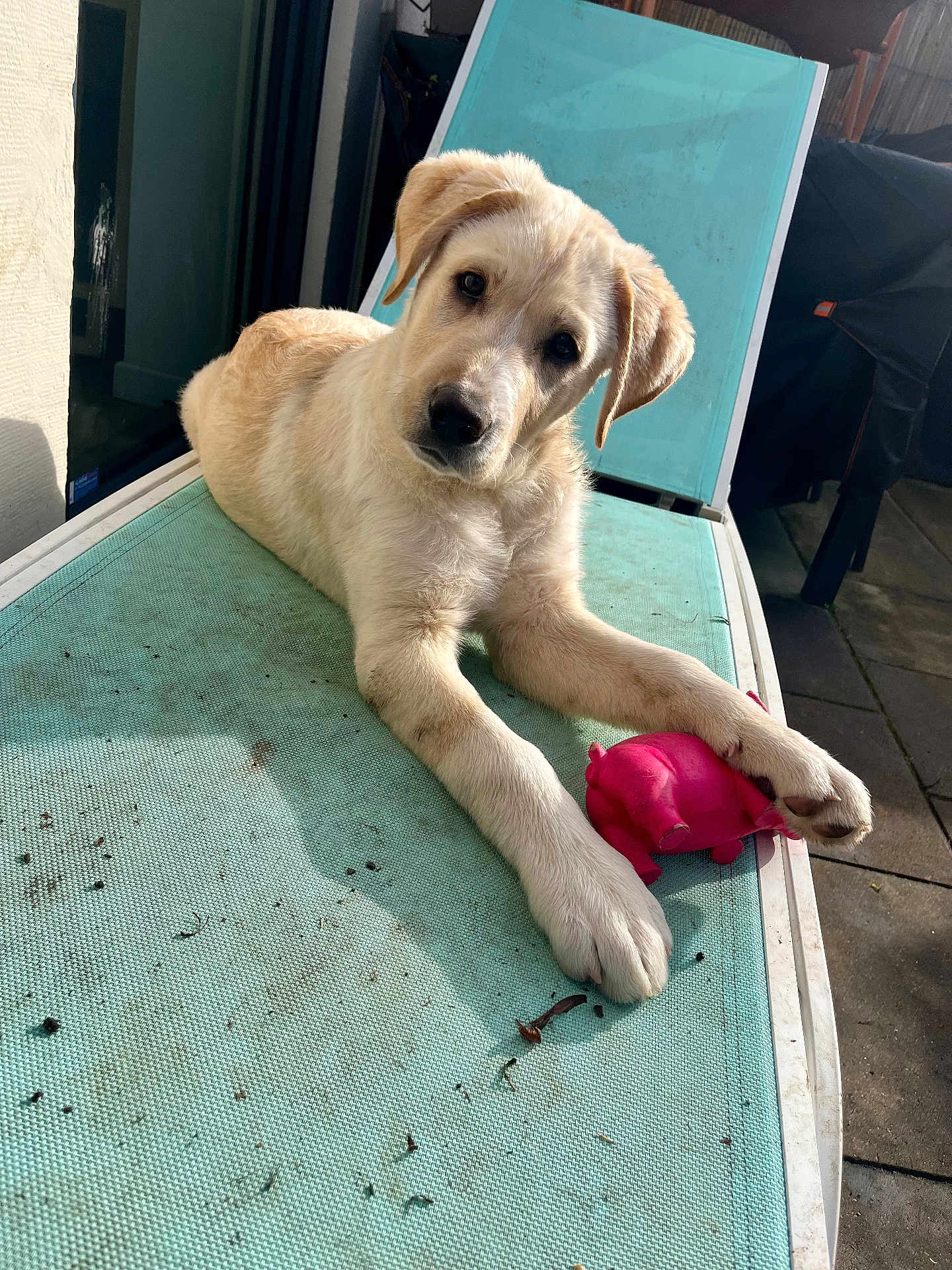 Archy participe au concours pour gagner de l'argent avec cette photo : puppy, dog, toy, pink_toy, outdoor, chair, pet, animal, sunlight, curious, light_fur, paws, patio, relaxing, looking, playful, shadow, furniture, daylight, cute