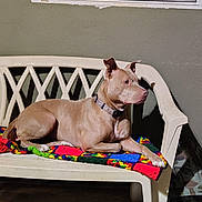 Luna is registered to the contest to win money with this photo: dog, bench, blanket, plastic_furniture, indoor, pet, canine, tan_dog, collar, resting, side_view, wall, window, colorful_blanket, animal, domestic_animal, quiet, still_life, relaxed, house