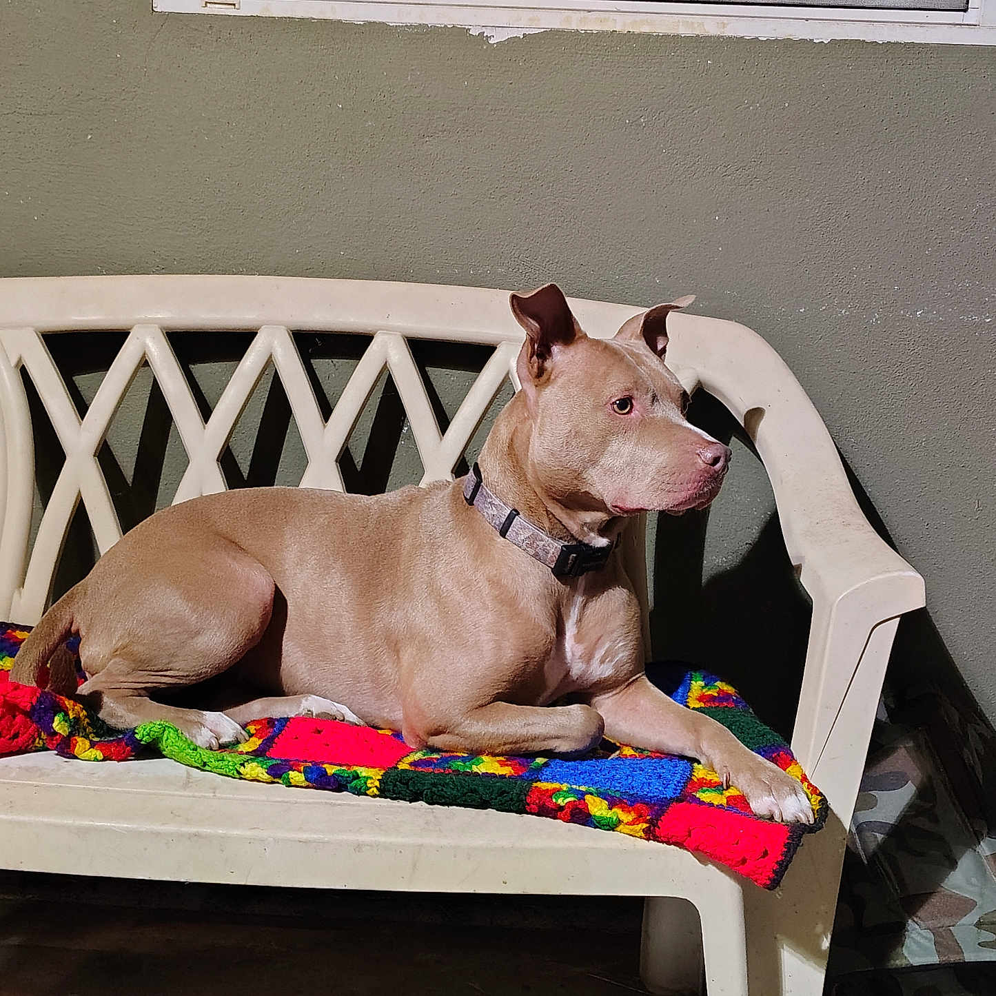 Luna is registered to the contest to win money with this photo: animal, bench, blanket, canine, collar, colorful_blanket, dog, domestic_animal, house, indoor, pet, plastic_furniture, quiet, relaxed, resting, side_view, still_life, tan_dog, wall, window