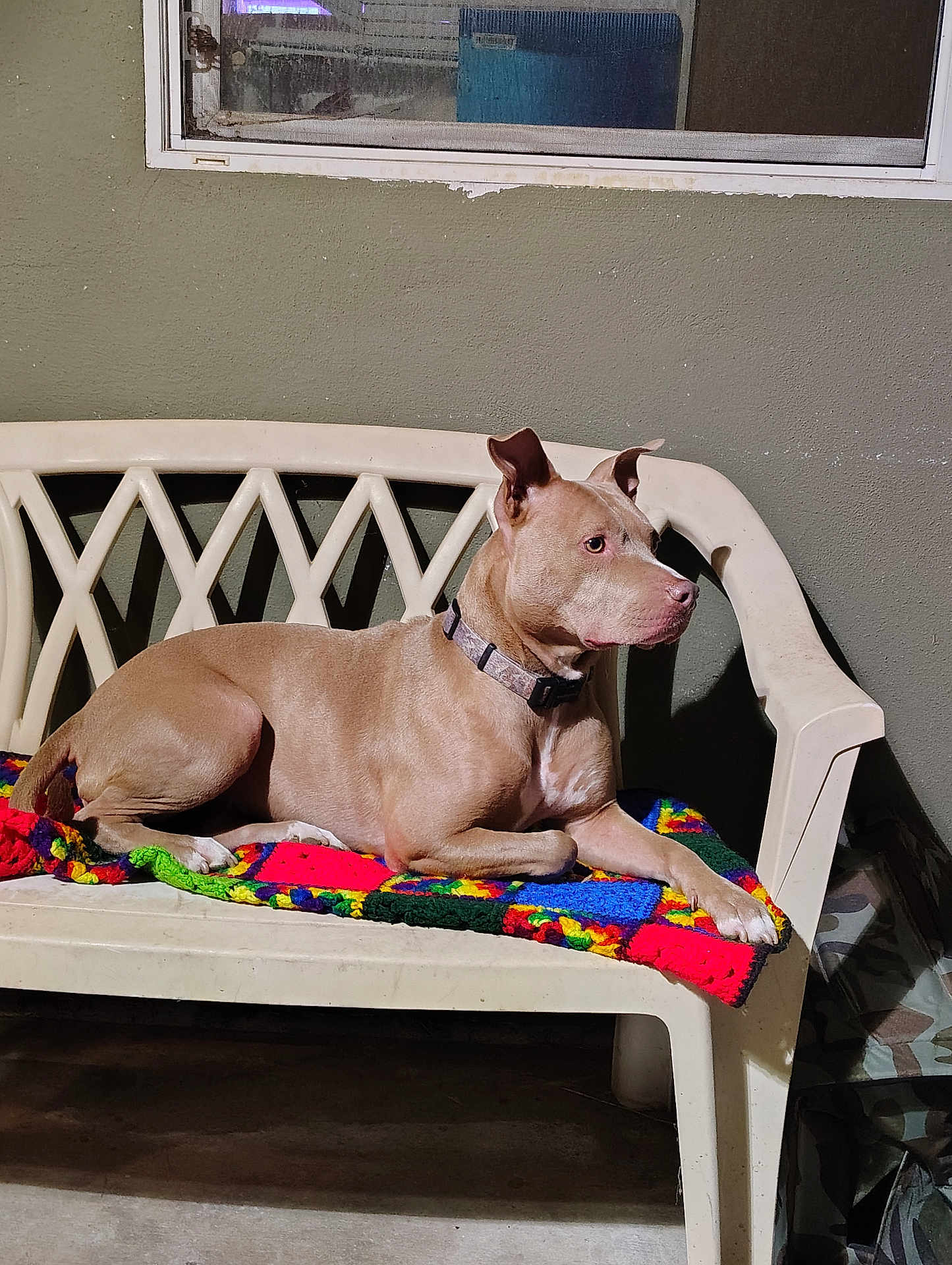 Luna is registered to the contest to win money with this photo: dog, bench, blanket, plastic_furniture, indoor, pet, canine, tan_dog, collar, resting, side_view, wall, window, colorful_blanket, animal, domestic_animal, quiet, still_life, relaxed, house