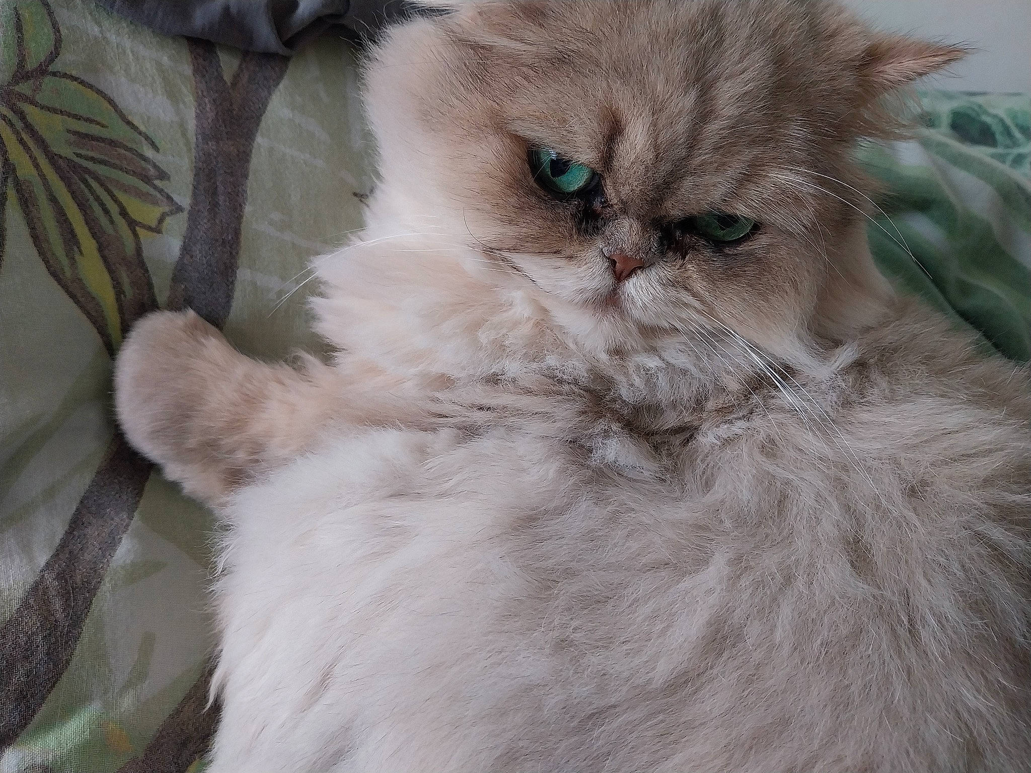 Nao participe au concours pour gagner de l'argent avec cette photo : british_longhair, carnivore, cat, claw, comfort, ear, fawn, felidae, fur, paw, persian, plant, ragdoll, selkirk_rex, small_to_medium_sized_cats, snout, terrestrial_animal, whiskers