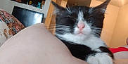 Rouge joined the competition — help win amazing prizes! animal, architecture, bed, building, cat, computerhardware, cushion, electronics, furniture, hardware, homedecor, indoors, interiordesign, kitten, livingroom, monitor, pet, room, screen, tv