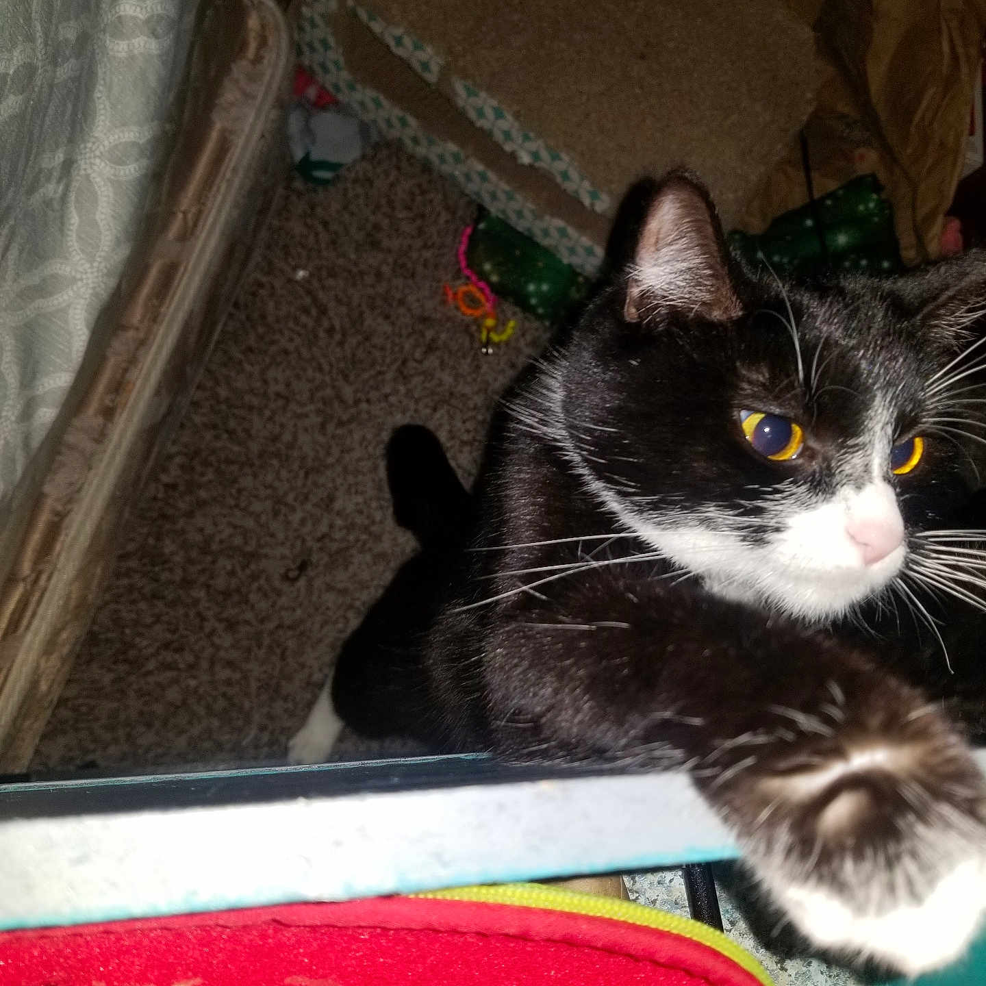 Rouge is registered to the contest to win money with this photo: animal, black_and_white, carpet, cat, claw, close_up, curious, domestic_cat, eye, feline, fur, household, indoor, looking, mammal, paw, pet, playful, toy, whiskers