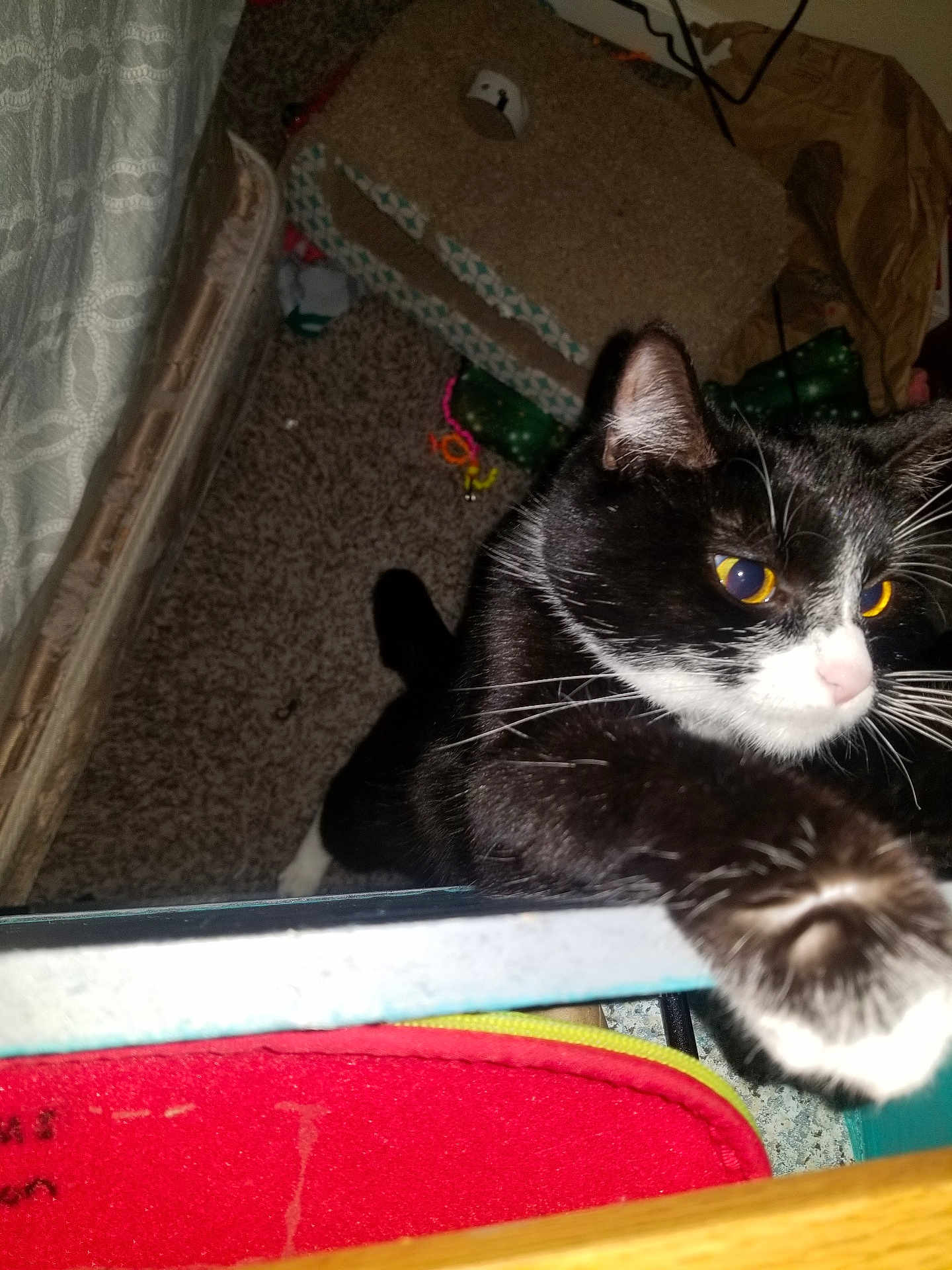 Rouge is registered to the contest to win money with this photo: cat, black_and_white, paw, indoor, carpet, toy, curious, pet, feline, whiskers, close_up, household, playful, animal, mammal, domestic_cat, fur, claw, looking, eye