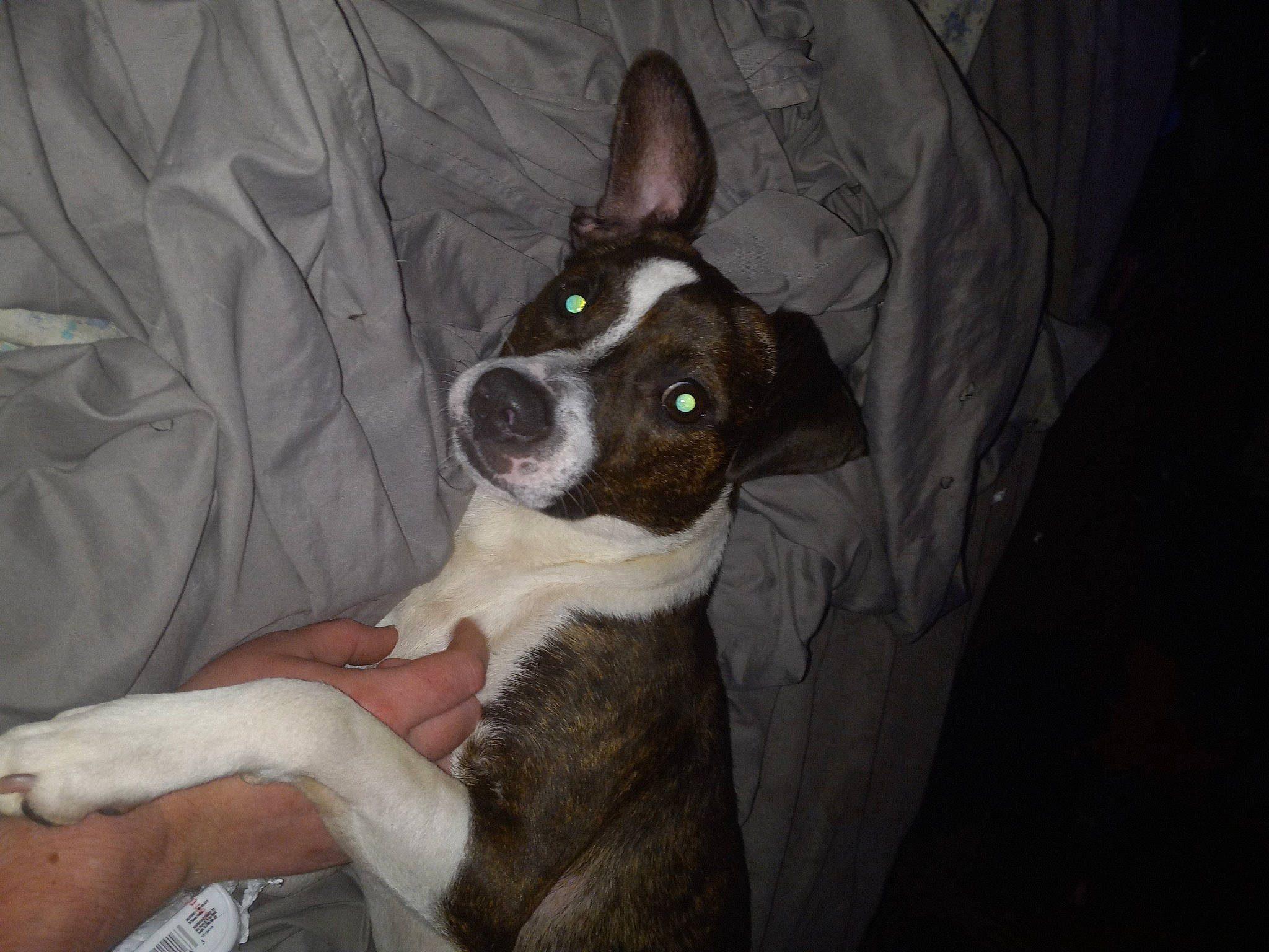 Barkley joined the competition — help win amazing prizes! carnivore, comfort, companion_dog, dog, dog_breed, dog_supply, ear, fawn, fur, non_sporting_group, paw, snout, terrestrial_animal, toy_dog, whiskers, working_animal