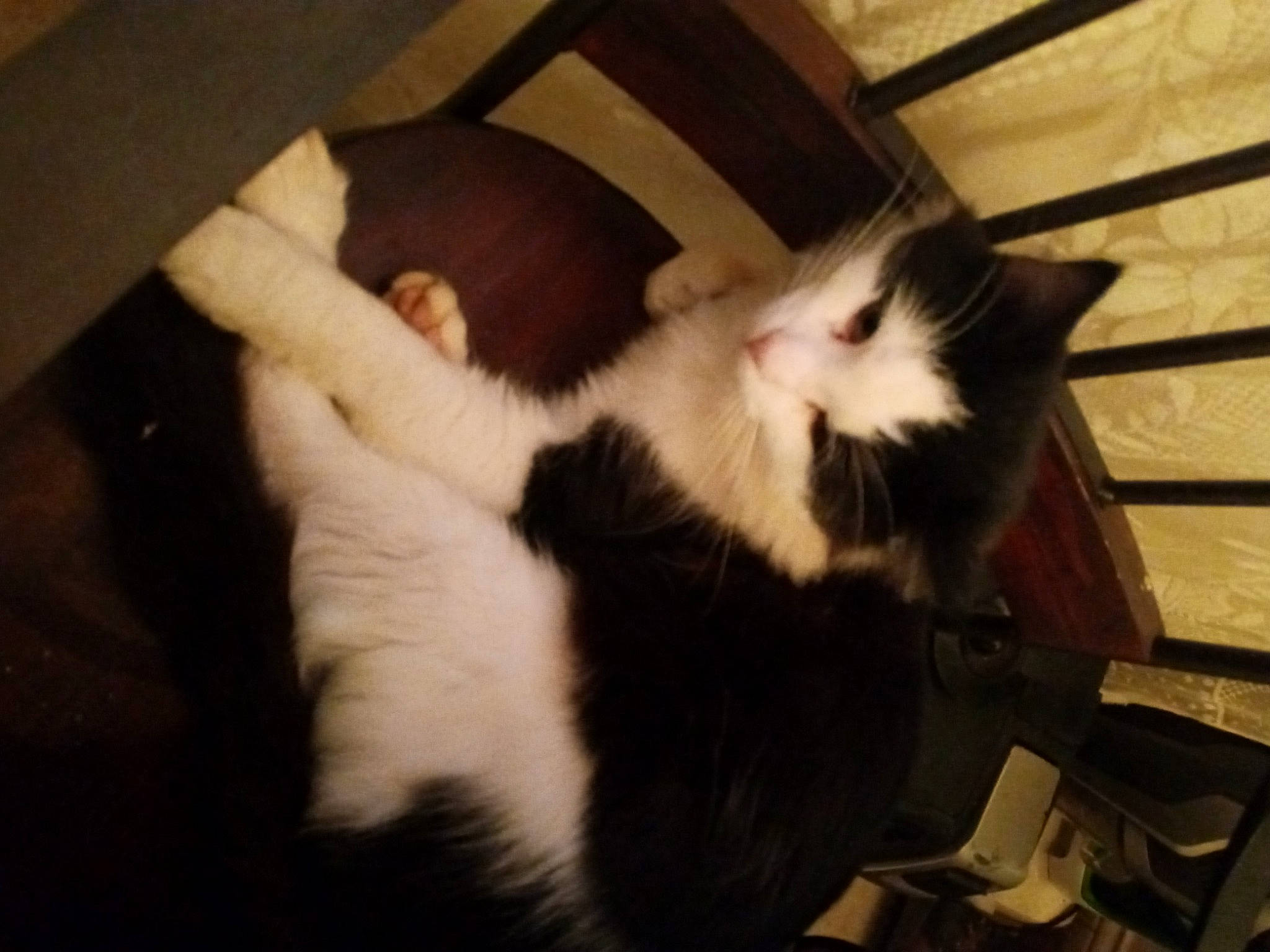 Diamond Dallas Paige