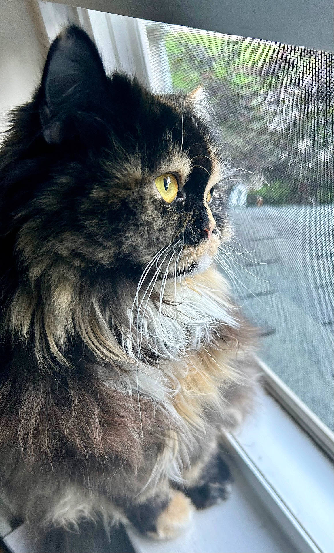 Jinkx is registered to the contest to win money with this photo: animal, cat, close_up, curious, domestic_animal, feline, fur, indoor, long_hair, looking_out, mesh, nature_blur, peaceful, pet, screen, side_profile, soft_light, whiskers, window, yellow_eyes