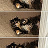 cat, fluffy, carpet, indoor, doorframe, pet, animal, feline, lying_down, cute, multi-colored, relaxed, playful, paws, belly, sequential, three_shots, close-up, home, cozy