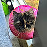 cat, tortoiseshell, pet, indoor, curious, collar, pink, donut, sprinkles, whiskers, feline, window, carpet, looking, closeup, animal, cute, face, ears, fur