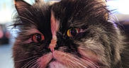 Jinkx joined the competition — help win amazing prizes! animal, background_blur, cat, close_up, cute, domestic_animal, ears, expression, face, feline, fluffy, fur, indoor, multicolored, muzzle, pet, portrait, soft_light, whiskers, yellow_eyes