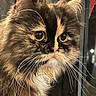 Jinkx joined the competition — help win amazing prizes! animal, cat, close_up, curious, cute, domestic_cat, ears, face, feline, fluffy, fur, indoor, long_fur, looking_away, mammal, nose, pet, portrait, whiskers, yellow_eyes