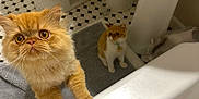 Jonny is registered to the contest to win money with this photo: abyssinian, animal, bathing, bathroom, bathtub, beverage, cat, coffee, coffeecup, indoors, kitten, manx, person, pet, plywood, room, sink, toilet, tub, wood