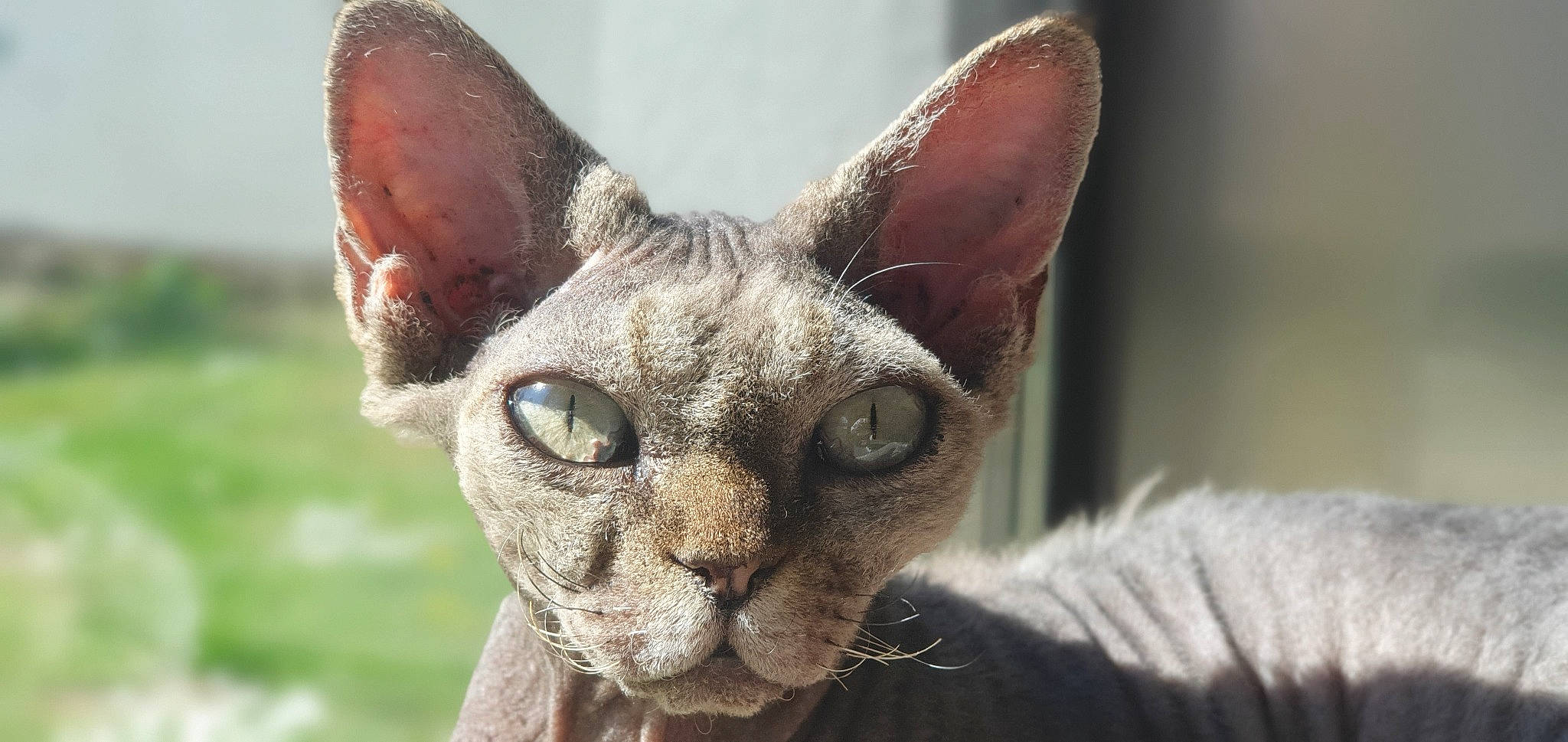 Norma participe au concours pour gagner de l'argent avec cette photo : carnivore, cat, close_up, fawn, felidae, fur, sculpture, small_to_medium_sized_cats, snout, terrestrial_animal, whiskers, wildlife, window