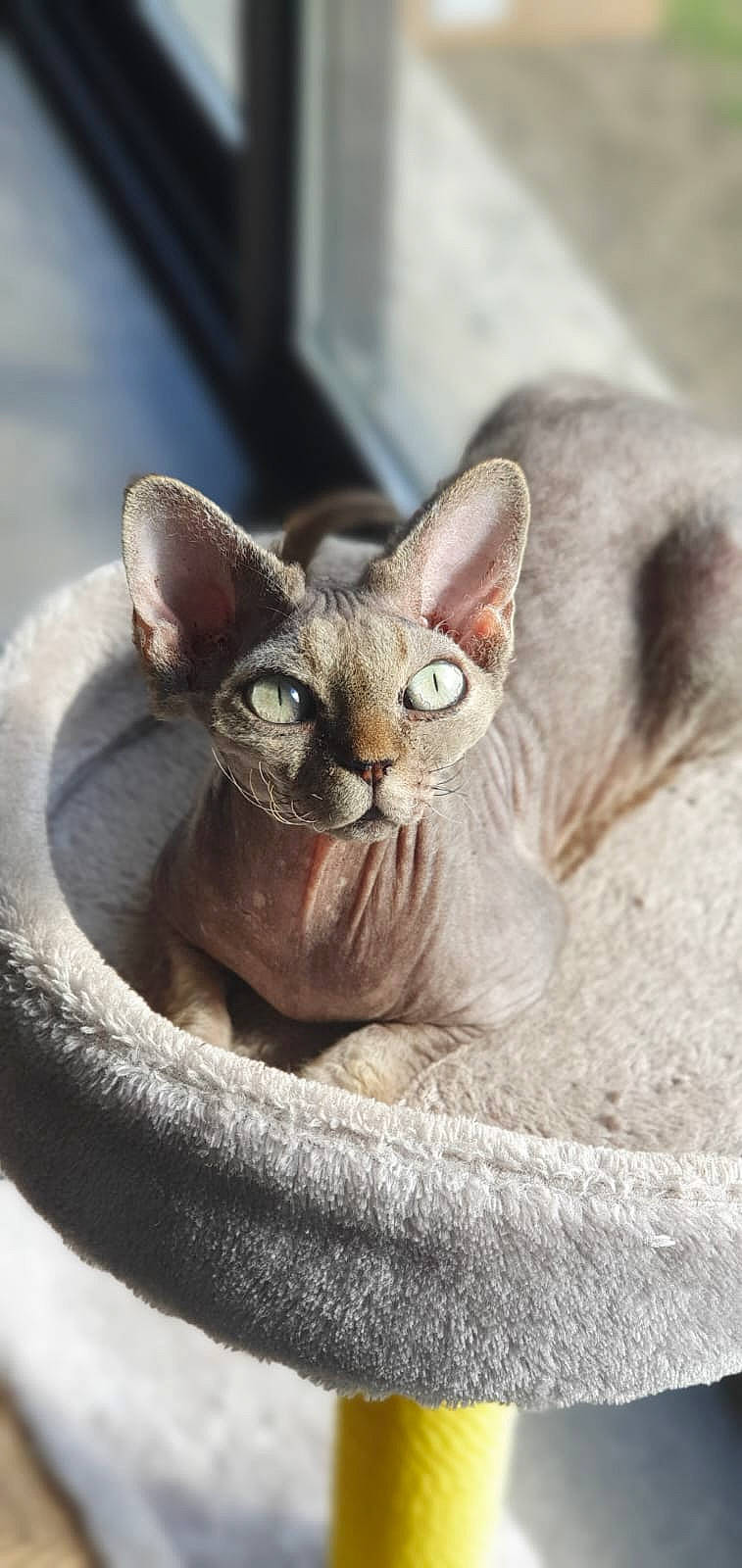 Norma participe au concours pour gagner de l'argent avec cette photo : carnivore, cat, cat_supply, close_up, domestic_short_haired_cat, fawn, felidae, pet_supply, small_to_medium_sized_cats, snout, whiskers