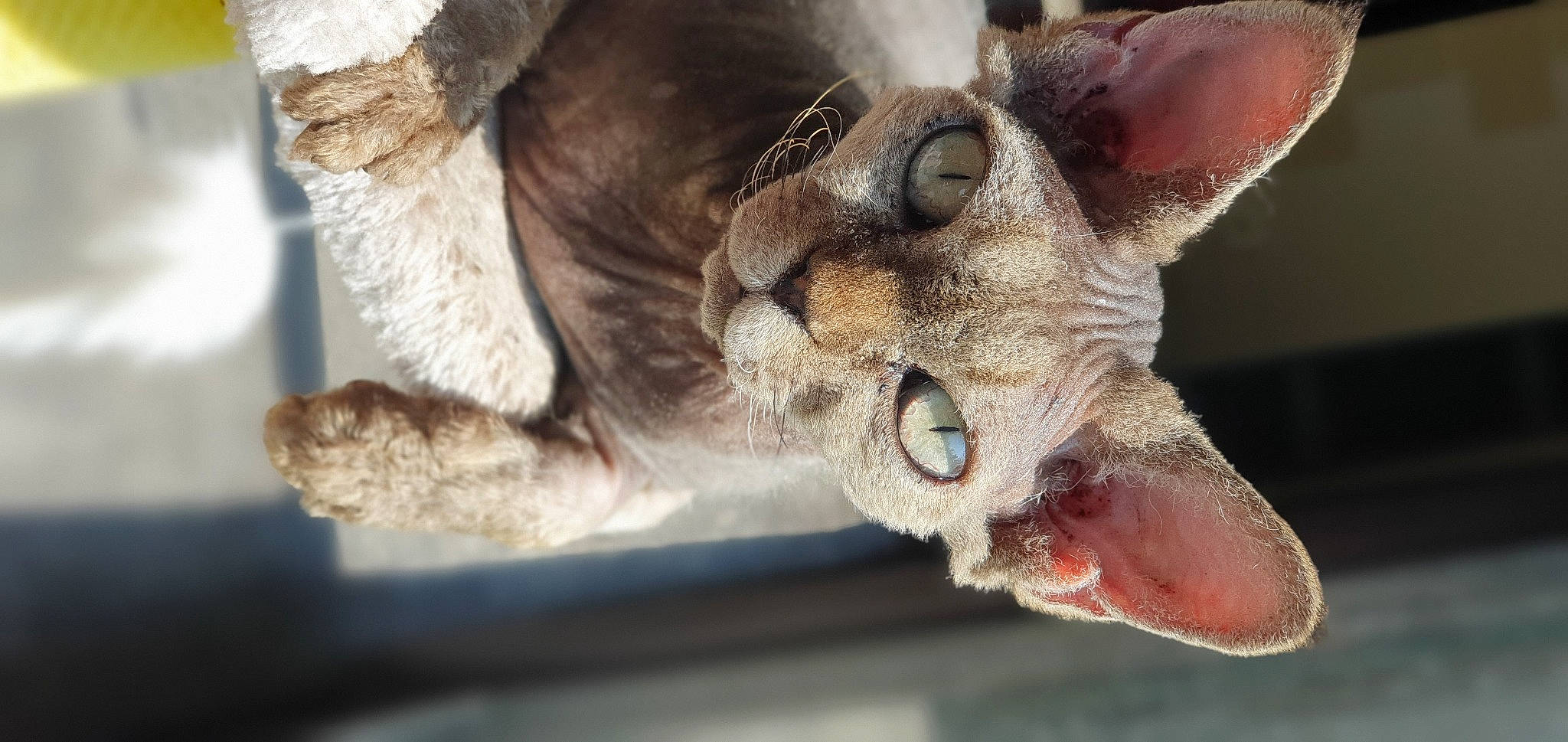 Norma a rejoint le concours — aidez-le/la à gagner de superbes lots ! canidae, carnivore, cat, claw, close_up, dog_breed, domestic_short_haired_cat, fang, fawn, felidae, fur, paw, small_to_medium_sized_cats, snout, terrestrial_animal, tree, whiskers, wildlife, yawn