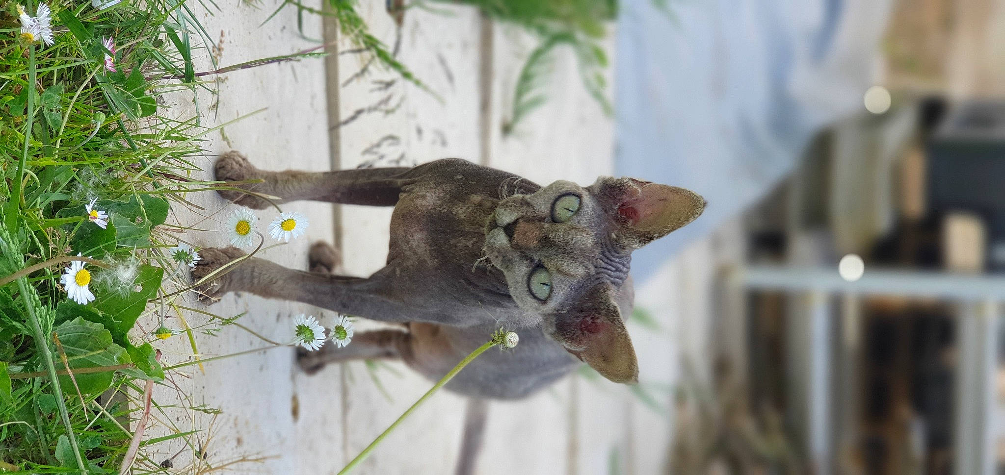 Norma participe au concours pour gagner de l'argent avec cette photo : cat, fawn, felidae, grass, herbaceous_plant, marsupial, metal, plant, plant_stem, small_to_medium_sized_cats, snout, tail, terrestrial_animal, terrestrial_plant, tree, twig, whiskers, wildlife, wood