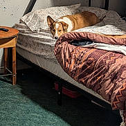 Bocephus is registered to the contest to win money with this photo: dog, bed, blanket, pillow, carpet, side_table, remote_control, plastic_bag, indoor, resting, sleepy, floral_pattern, patterned_blanket, wooden_furniture, cozy, pet, animal, room, furniture, wall