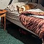 dog, bed, blanket, pillow, carpet, side_table, remote_control, plastic_bag, indoor, resting, sleepy, floral_pattern, patterned_blanket, wooden_furniture, cozy, pet, animal, room, furniture, wall
