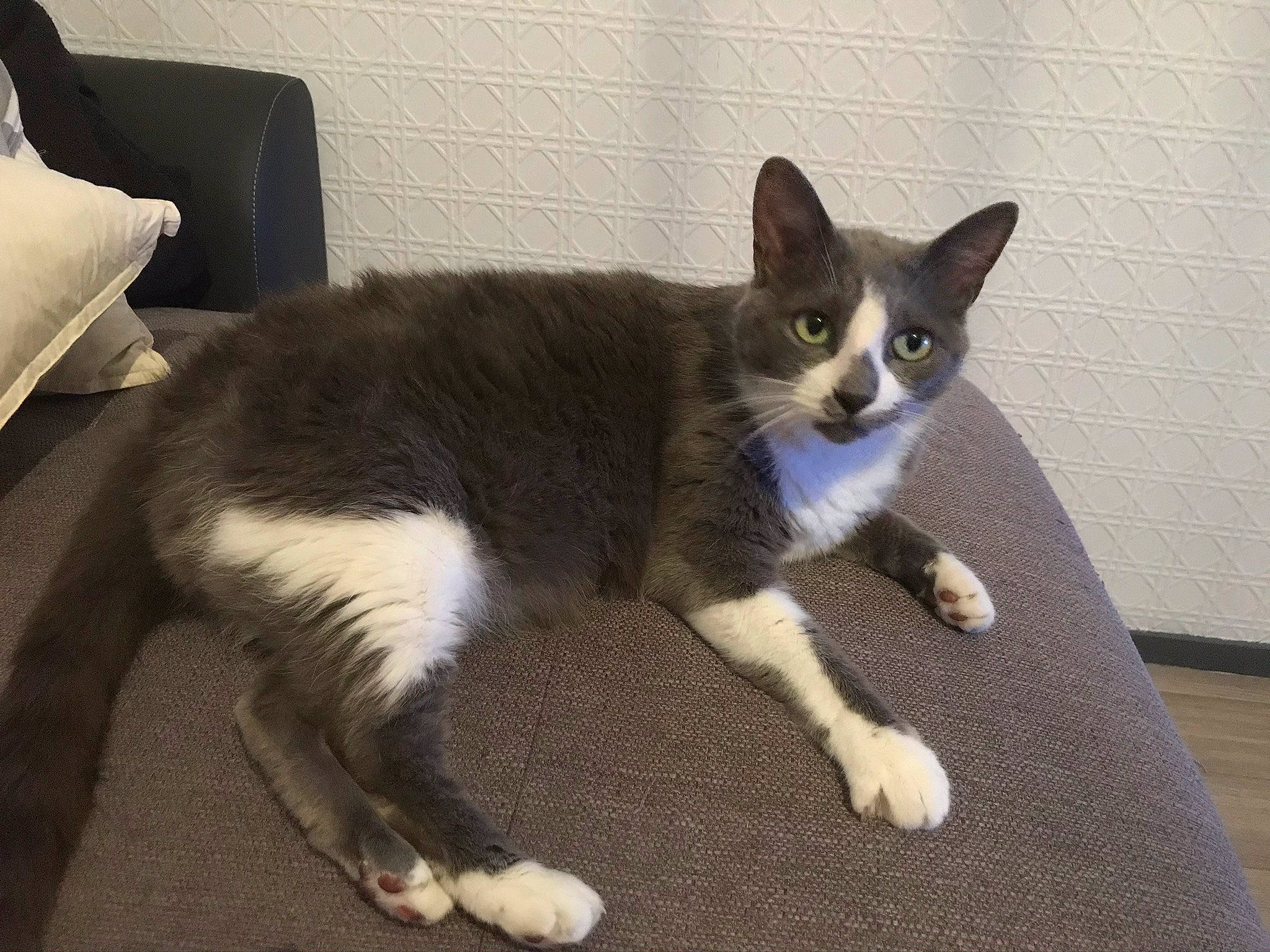 Cléo participe au concours pour gagner de l'argent avec cette photo : carnivore, cat, cat_furniture, claw, comfort, couch, domestic_short_haired_cat, felidae, flooring, fur, grey, hardwood, paw, sleeper_chair, small_to_medium_sized_cats, tail, whiskers