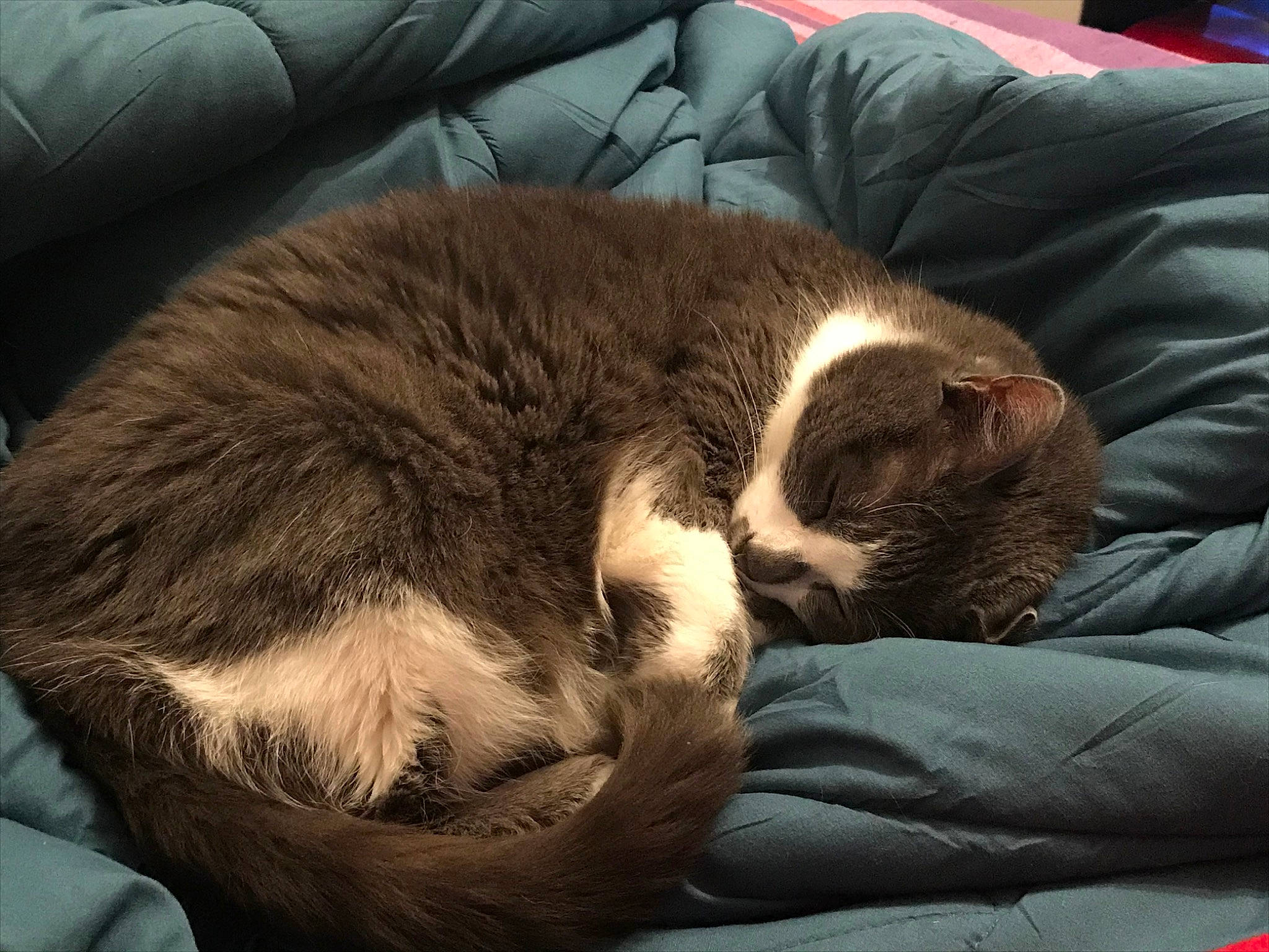 Cléo participe au concours pour gagner de l'argent avec cette photo : bored, carnivore, cat, claw, cloud, comfort, companion_dog, domestic_short_haired_cat, felidae, fur, grey, lap, nap, paw, small_to_medium_sized_cats, snout, tail, vertebrate, whiskers, wood