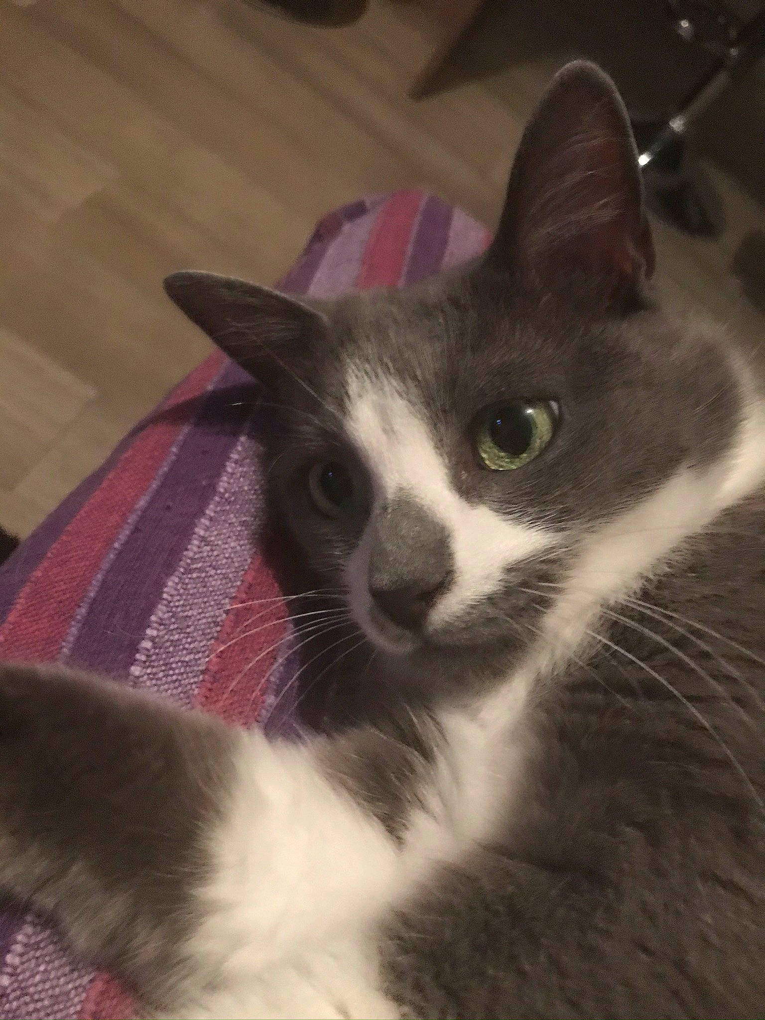 Cléo a rejoint le concours — aidez-le/la à gagner de superbes lots ! black_cat, box, carnivore, cat, comfort, domestic_short_haired_cat, felidae, fur, grey, hardwood, paw, small_to_medium_sized_cats, snout, tail, vertebrate, whiskers, window