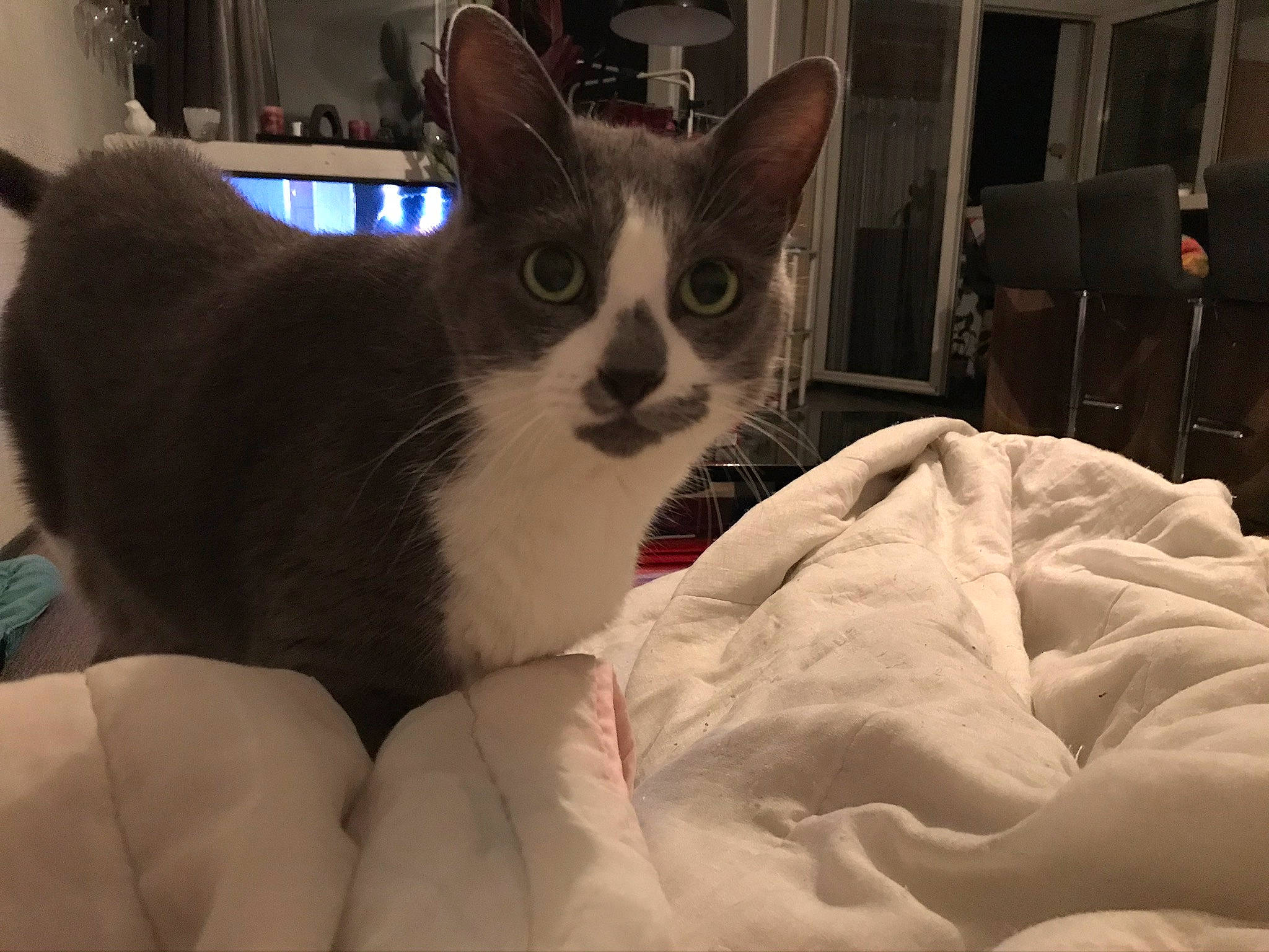 Cléo participe au concours pour gagner de l'argent avec cette photo : bed, bedding, blanket, carnivore, cat, comfort, domestic_short_haired_cat, duvet, felidae, fur, linens, paw, room, small_to_medium_sized_cats, snout, whiskers