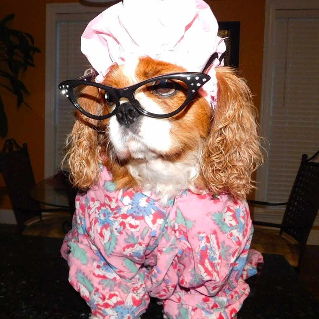 Ellie is registered to the contest to win money with this photo: accessory, animal, bonnet, brown, chair, costume, curtains, cute, dog, dressup, floral_pattern, funny, fur, glasses, indoor, pet, portrait, table, white, window