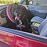 dog, curly_fur, black_fur, brown_fur, pet, animal, tongue_out, open_mouth, sitting, car, driver_seat, steering_wheel, pink, collar, leash, vehicle, interior, outdoor, parked_car, portrait