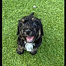 puppy, dog, pet, animal, black_fur, curly_fur, white_chest, happy, smiling, open_mouth, outdoor, grass, lawn, sitting, front_view, portrait, cute, floppy_ears, photograph, smartphone_screenshot