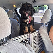 Gracie is registered to the contest to win money with this photo: dog, puppy, curly_hair, black_and_brown, happy, smiling, tongue_out, sitting, standing, pet, harness, car, vehicle, car_interior, backseat, safety_gate, road_trip, window, outdoor, portrait