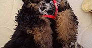 Gracie joined the competition — help win amazing prizes! dog, puppy, curly_fur, black_fur, brown_fur, white_fur, red_harness, pet, animal, lying_down, upside_down, paws, fluffy, shaggy, bed, bedroom, indoor, portrait, playful, cute