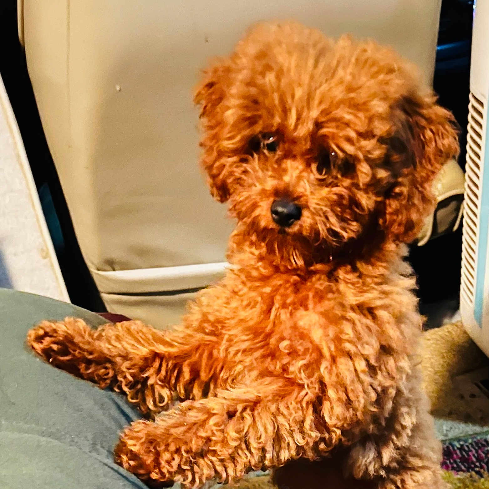 Toots joined the competition — help win amazing prizes! animal, canine, car, car_interior, carseat, cushion, dog, dogbed, homedecor, pet, poodle, puppy, terrier, transportation, vehicle