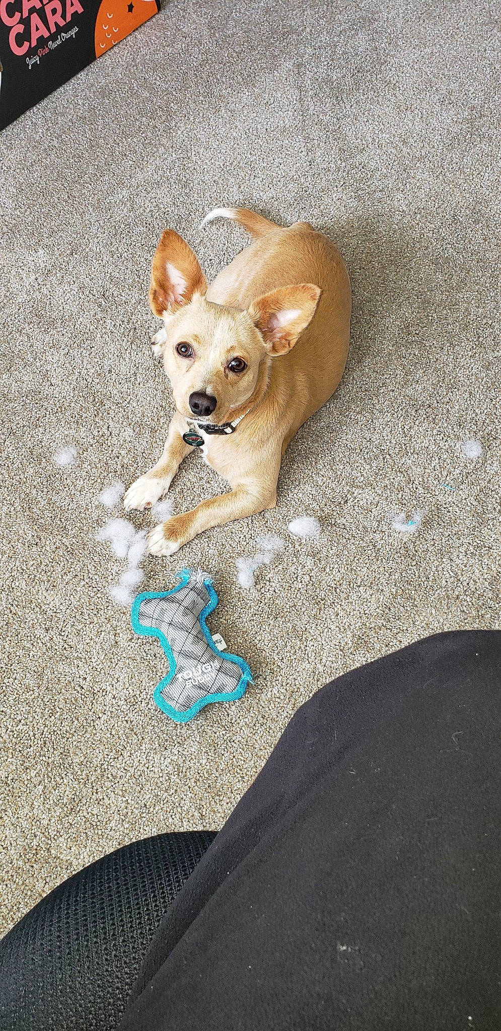 Toby joined the competition — help win amazing prizes! canidae, cardigan_welsh_corgi, carnivore, carolina_dog, chihuahua, companion_dog, corgi_chihuahua, dog, dog_breed, fawn, mammal, pembroke_welsh_corgi, puppy, sporting_group, street_dog, vertebrate, welsh_corgi