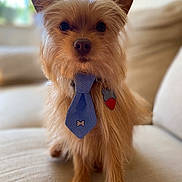 Tony is registered to the contest to win money with this photo: adorable, animal, beige_couch, blue_tie, canine, close_up, collar, cute, dog, dog_tag, domestic_animal, fluffy_fur, fur, heart_shaped_tag, indoor, pet, portrait, sitting, small_dog, tie