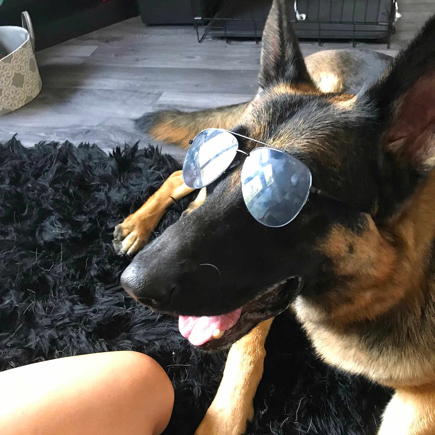 Max joined the competition — help win amazing prizes! animal, black_rug, canine, closeup, companion, crate, dog, floor, furniture, german_shepherd, home, indoor, person_leg, pet, reflection, relaxed, sunglasses, tongue_out, toy, wood_floor
