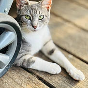 Jasper is registered to the contest to win money with this photo: cat, animal, pet, green_eyes, stroller_wheel, wooden_deck, fur, relaxed, curious, closeup, outdoor, daylight, whiskers, mammal, domestic_animal, cute, portrait, resting, focus, nature