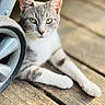 cat, animal, pet, green_eyes, stroller_wheel, wooden_deck, fur, relaxed, curious, closeup, outdoor, daylight, whiskers, mammal, domestic_animal, cute, portrait, resting, focus, nature