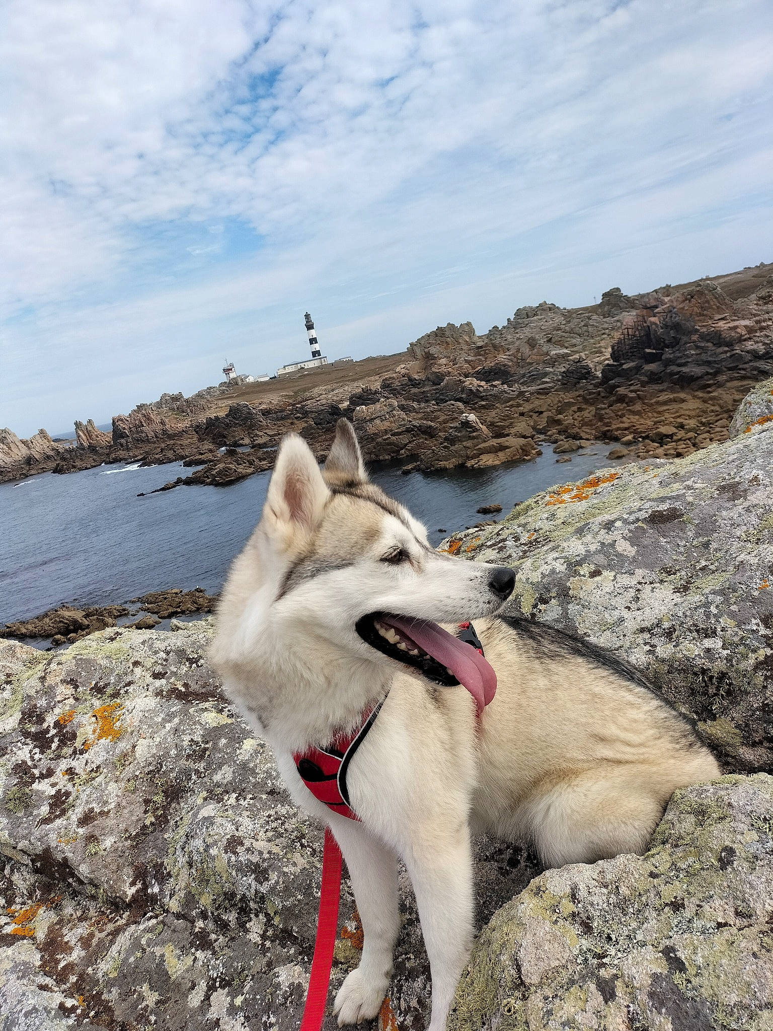 Aska participe au concours pour gagner de l'argent avec cette photo : canidae, carnivore, cloud, coast, collar, dog, dog_breed, fang, lake, non_sporting_group, ocean, rock, sky, sporting_group, vacation, water, wildlife, working_animal, working_dog