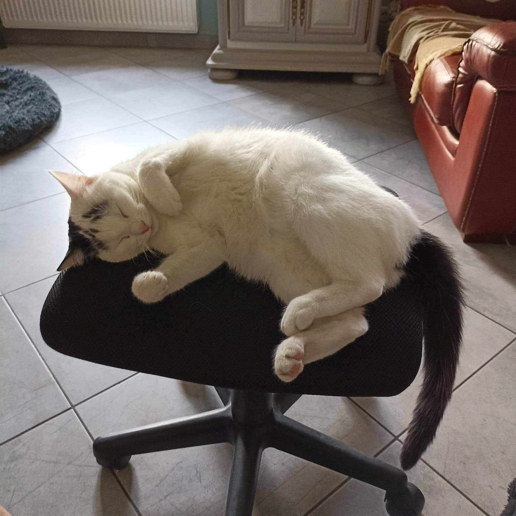 Shoto a rejoint le concours — aidez-le/la à gagner de superbes lots ! canidae, carnivore, cat, chair, claw, comfort, companion_dog, domestic_short_haired_cat, felidae, floor, flooring, foot, fur, hardwood, paw, room, sitting, small_to_medium_sized_cats, tail, whiskers