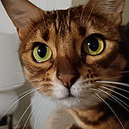 Roméo a rejoint le concours — aidez-le/la à gagner de superbes lots ! animal, cat, close_up, curious, cute, domestic, ears, expression, face, feline, focus, fur, green_eyes, indoor, looking, pet, portrait, soft_light, tabby, whiskers