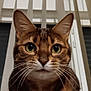 Roméo a rejoint le concours — aidez-le/la à gagner de superbes lots ! animal, brown_fur, cat, close_up, curious, domestic_cat, ears, feline, fur, green_eyes, indoor, looking_at_camera, nose, pet, portrait, sitting, soft_surface, striped, vertical_blinds, whiskers