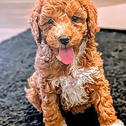 Benji joined the competition — help win amazing prizes! puppy, dog, curly_fur, tongue_out, cute, pet, animal, sitting, indoor, black_rug, white_paws, white_chest, fluffy, fur, close_up, adorable, young, portrait, happy, companion