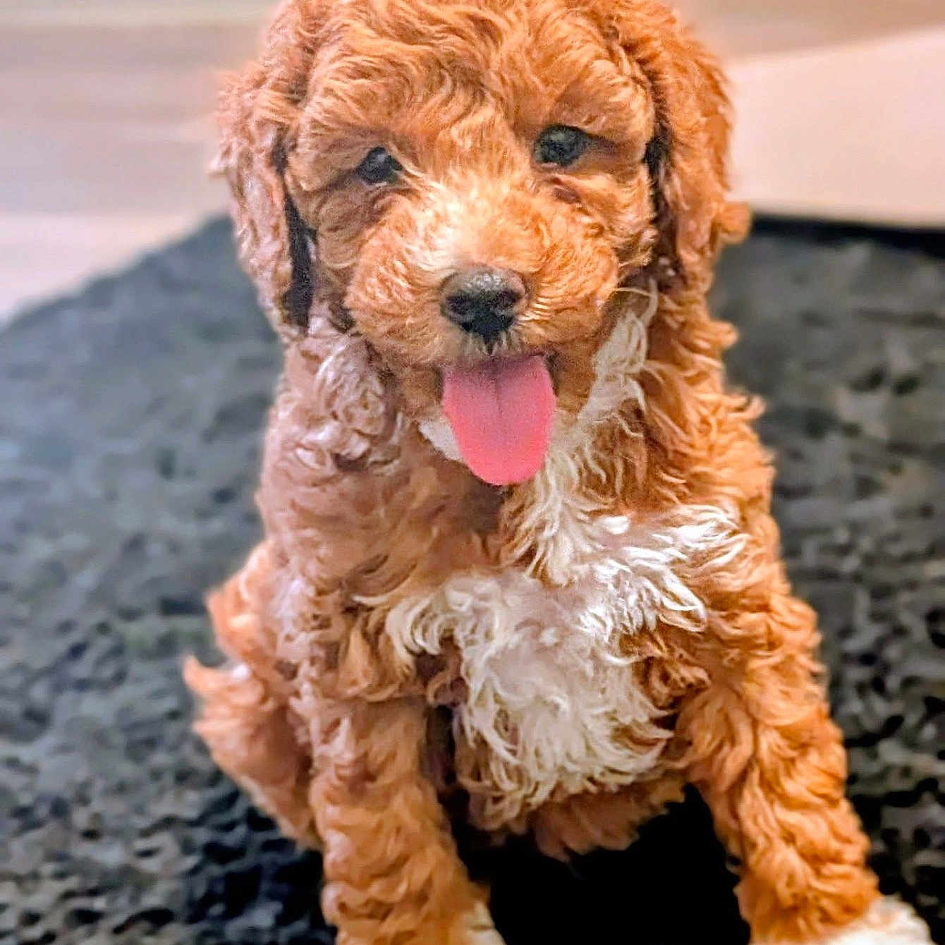 Benji