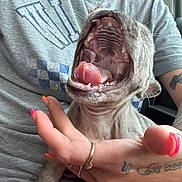 Stitch Miller joined the competition — help win amazing prizes! animal, arm, car_interior, cat, close_up, feline, gray_shirt, hairless_cat, hand, human, indoor, mouth_open, nails, person, pet, resting, sitting, tattoo, teeth, tongue_out