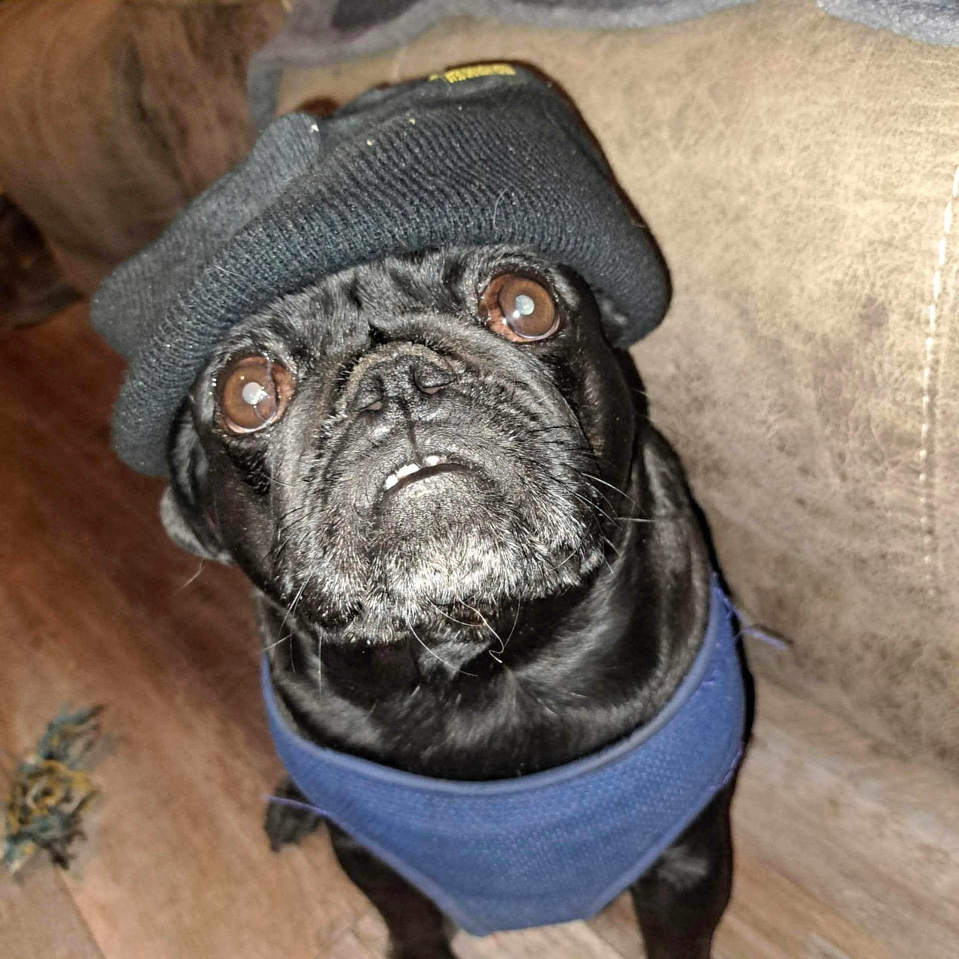 Avacato is registered to the contest to win money with this photo: animal, beanie, black_dog, brown, clothing, companion, couch, cute, dog, domestic_animal, floor, furniture, hat, indoor, looking_up, pet, portrait, pug, small_dog, sweater
