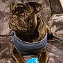 animal, black_dog, blue_toy, companion, couch, cute, dog, domestic, fur, harness, household, indoor, looking_away, paw, pet, playful, pug, resting, small_dog, toy